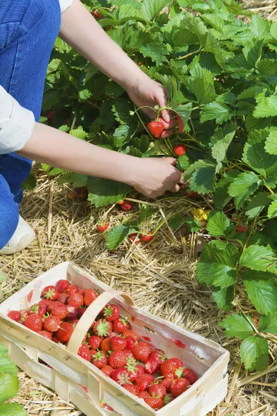 Picking of fresh organic strawberry — Stock Photo, Image