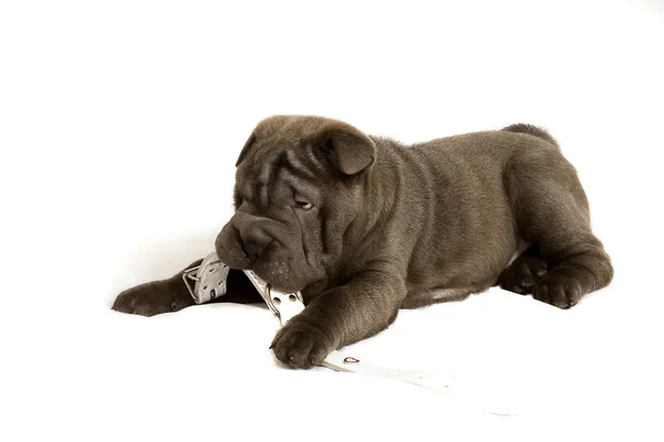 Shar pei puppy playing with a collar — Stock Photo, Image