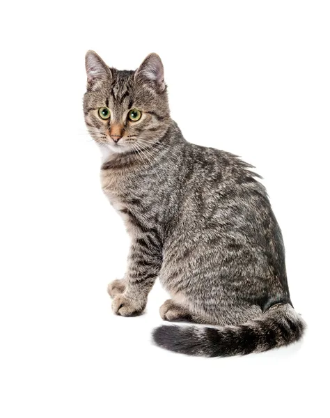 Beyaz benek ile çizgili kedicik — Stok fotoğraf