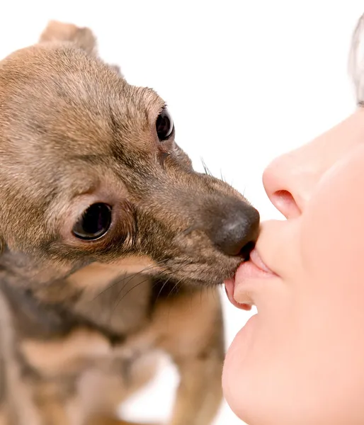 Um cachorrinho beijando uma mulher — Fotografia de Stock
