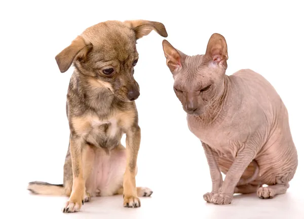 Little dog and Don Sphynx cat — Stock Photo, Image