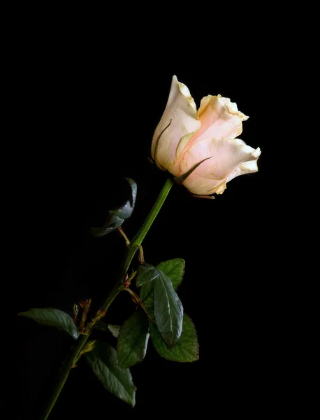 Beauty Tea Rose auf Schwarz — Stockfoto