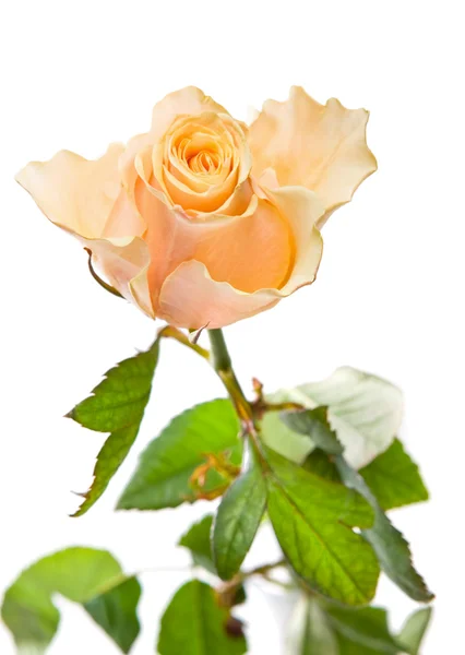 Sprig of tea-rose on the white — Stock Photo, Image