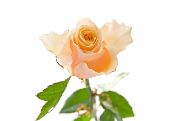 鲜嫩的茶叶玫瑰白 — 图库照片