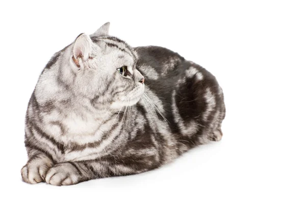 Mooie Britse korthaar kat — Stockfoto