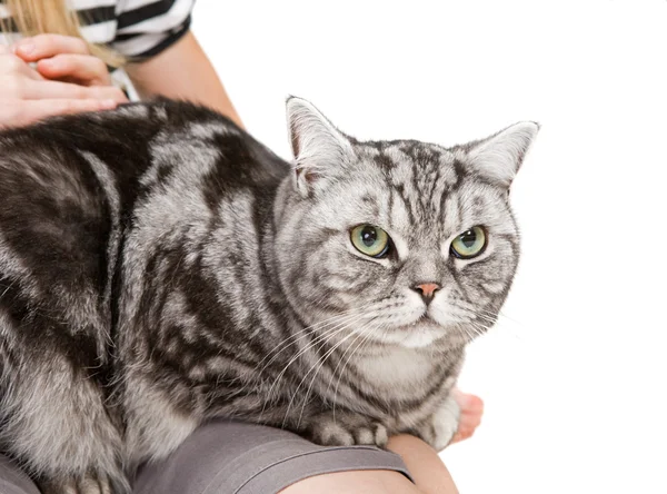Hermoso británico taquigrafía gato — Foto de Stock