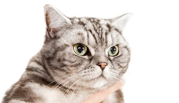 Όμορφη Βρεταννόs στενογραφία γάτα — Φωτογραφία Αρχείου
