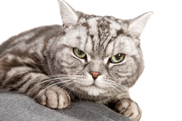 Hermoso británico taquigrafía gato —  Fotos de Stock