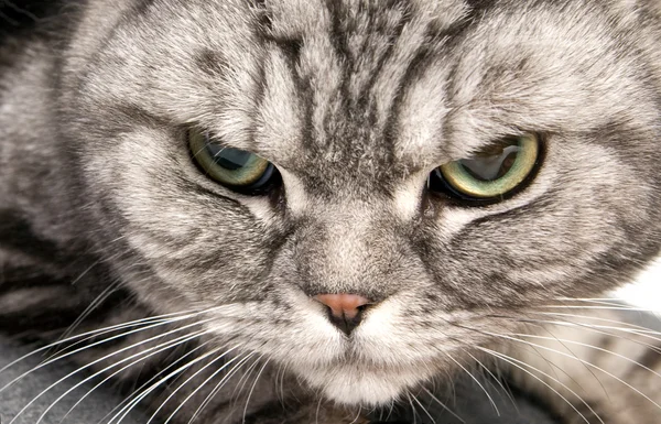 Krásná britská krátkosrstá kočka — Stock fotografie