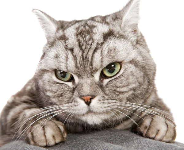 Красивая британская короткошерстная кошка — стоковое фото