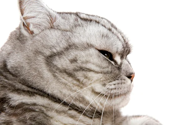 Bellissimo gatto stenografia britannico — Foto Stock