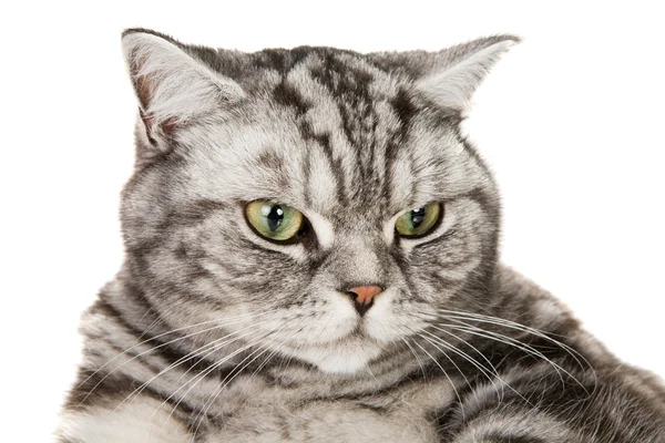 Gato britânico bonito shorthair — Fotografia de Stock