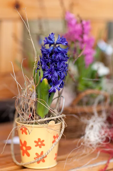 Свежие весенние цветы гиацинта — стоковое фото