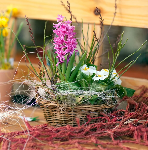 Свежие весенние цветы гиацинта — стоковое фото