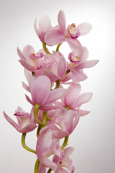 stock image Soft pink orchid on