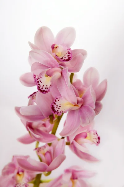 stock image Soft pink orchid on