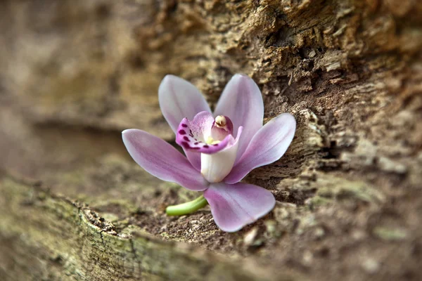 Orchidee auf Stück altem Holz — Stockfoto