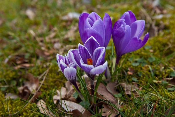 Crochi viola in primavera — Foto Stock