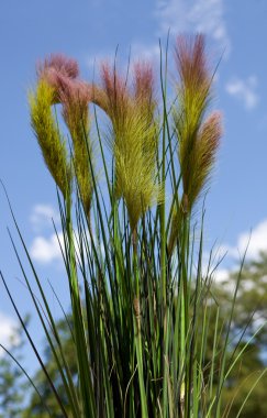 cüce çeşme çim yakın çekim