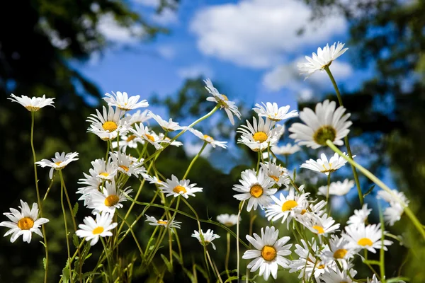 Madeliefje bloemen in de zomer — Stockfoto