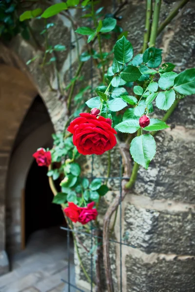 Flores de pared que cubren el arco gótico — Foto de Stock