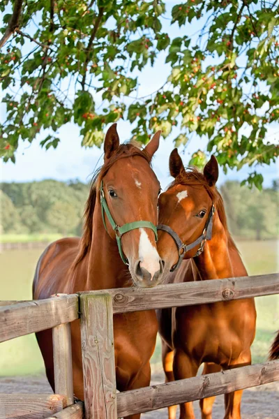 Δύο άλογα στο περιφραγμένο λιβάδι — Φωτογραφία Αρχείου