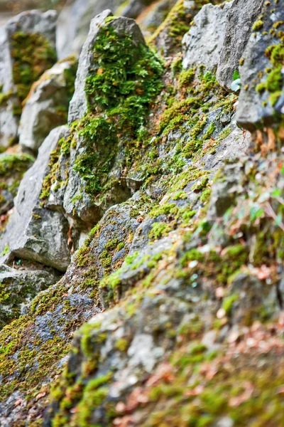 stock image Old stone with lichen