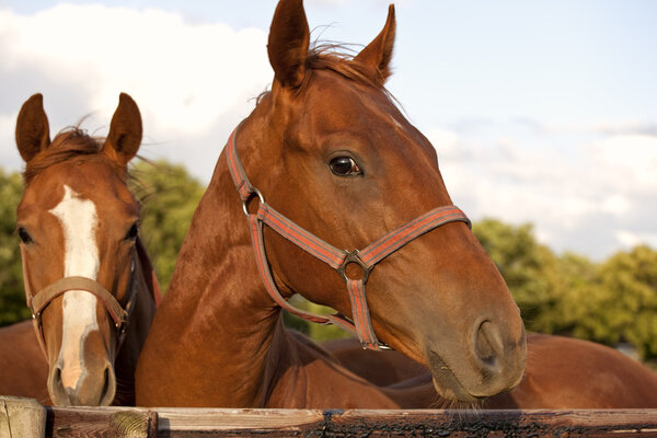 Крупный план головы лошади
