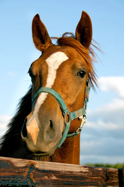 Närbild av huvudet av en häst — Stockfoto
