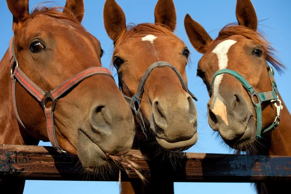 Tre huvuden av en hästar — Stockfoto
