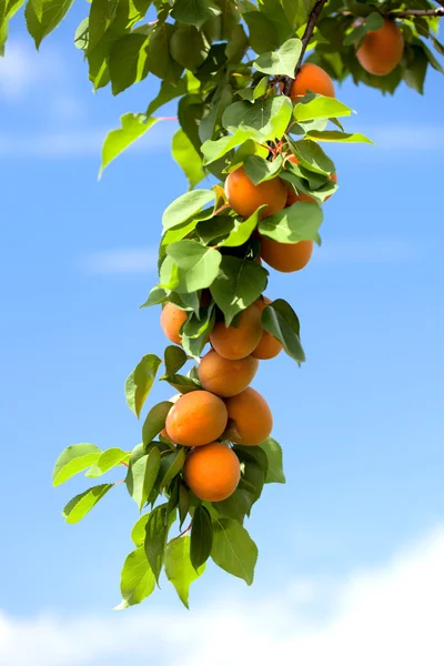 stock image Apricots growing on an tree.