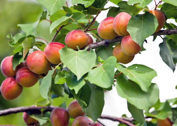 stock image Apricots growing on an tree.