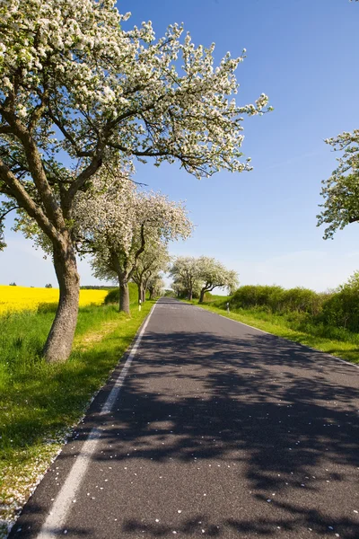 Landscape with blossom apple tree, — Stock Photo, Image