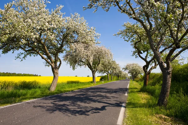 Landskap med blossom äppelträd, — Stockfoto