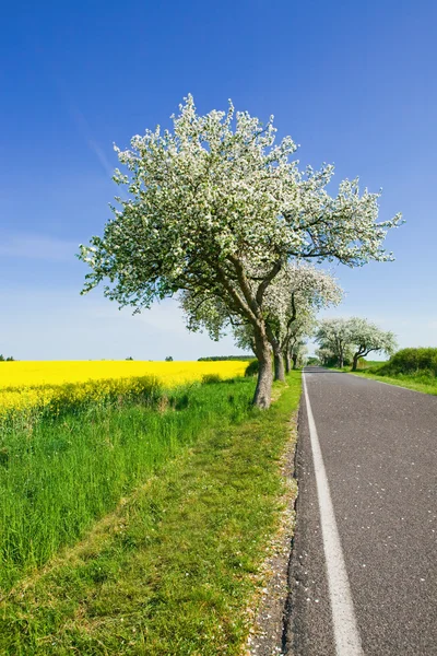 Landschap met bloesem appelboom, — Stockfoto