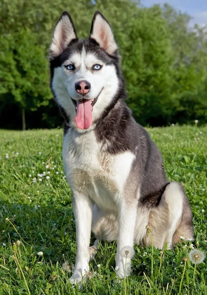 Siberian husky outdoor Royalty Free Stock Images
