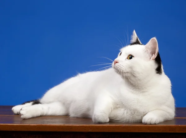 Weiße Katze — Stockfoto