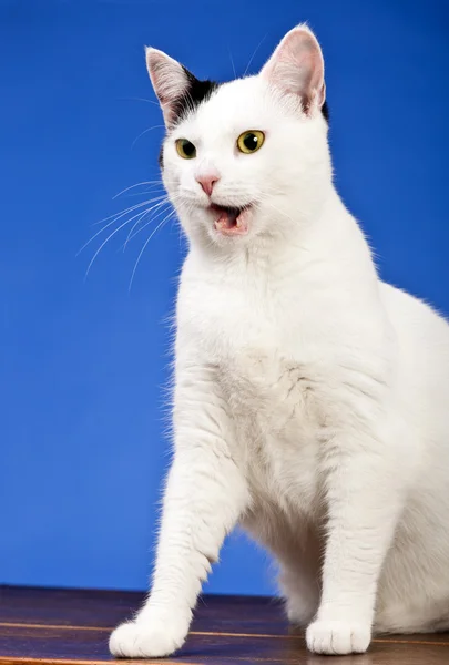 Witte kat — Stockfoto