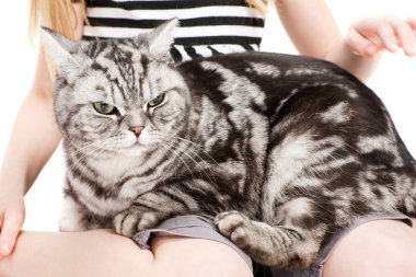 Young girl posing with british shorthair cat clipart