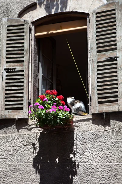 Gato en la ventana — Foto de Stock