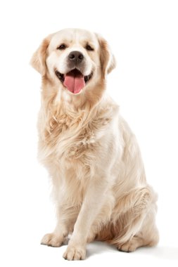 Golden retriever posing in studio. clipart