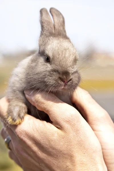 Маленький кролик — стоковое фото