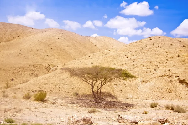 Arava çöl — Stok fotoğraf