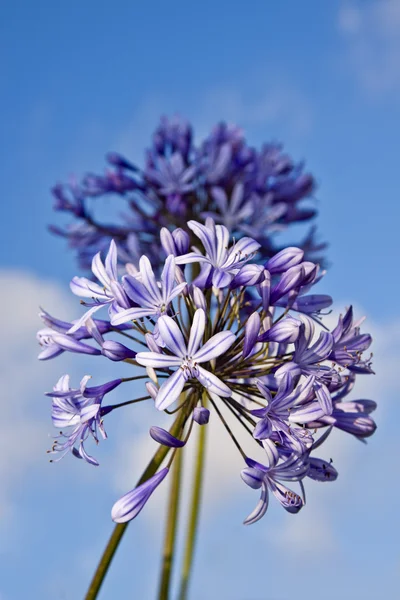 stock image Agapanthus