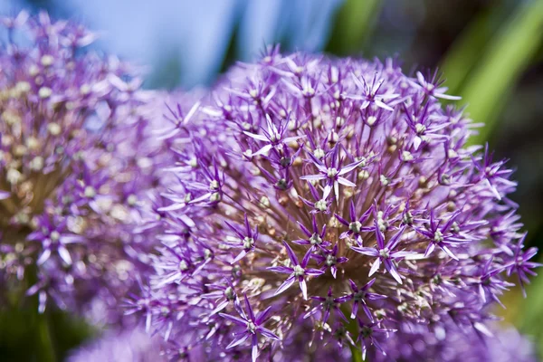 Allium giganteum