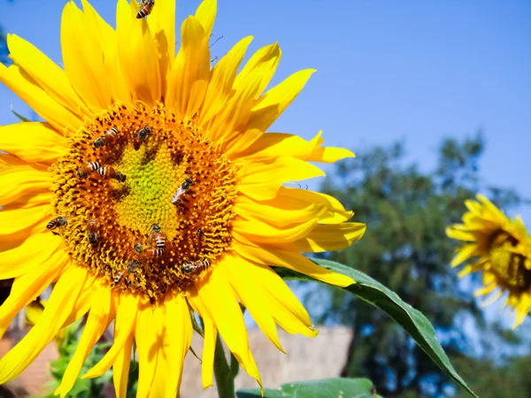 Sunflower and blue sky — Stock Photo, Image
