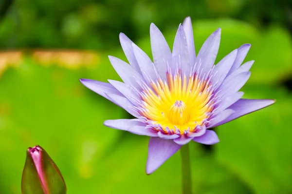 Una hermosa púrpura flores — Foto de Stock