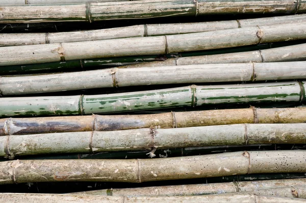 Vecchio bambù — Foto Stock