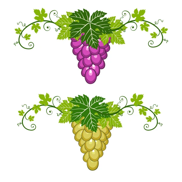 Bordure de raisin avec feuilles sur fond blanc — Image vectorielle