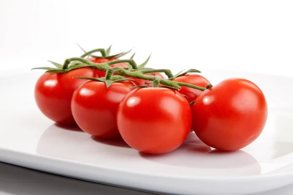 stock image Tomato vine